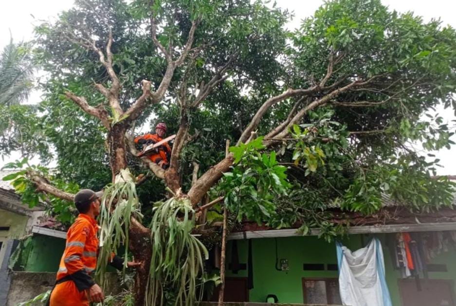 Hadapi Cuaca Ekstrem, Disperumkim Berjuang Cegah Pohon Tumbang