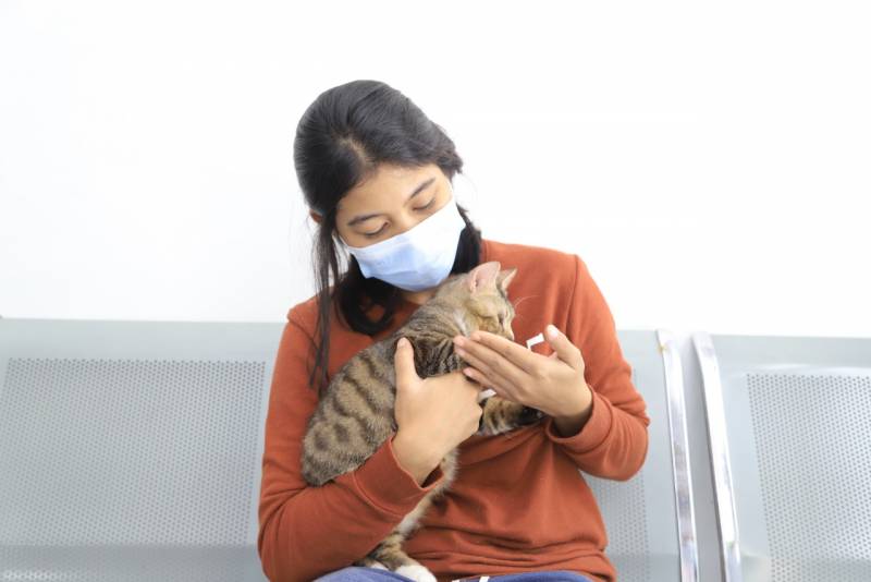 Kota Tangerang Gelar Kastrasi Kucing Jantan Gratis, Ini Syaratnya!
