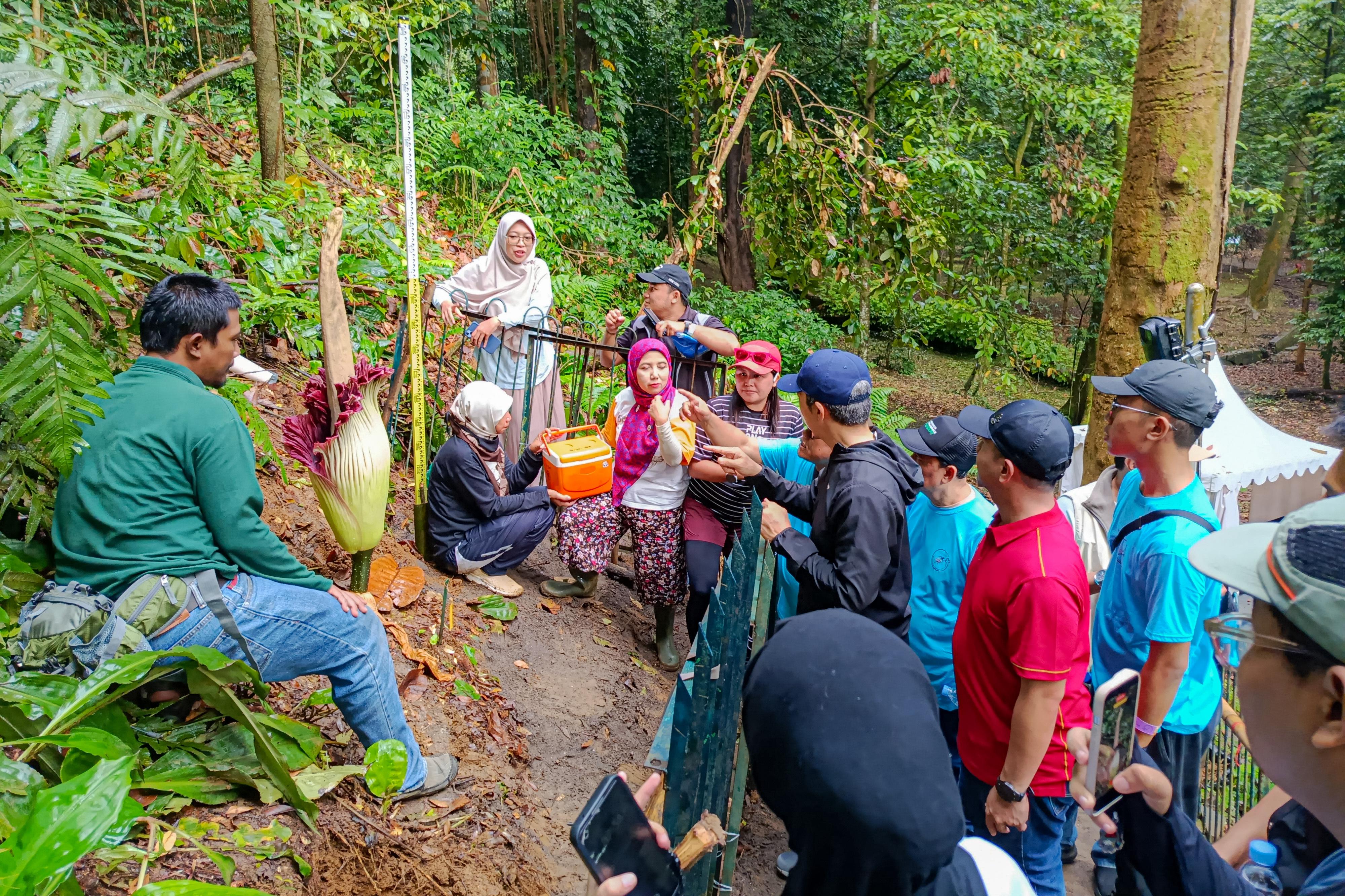 Bunga Bangkai Raksasa Mekar di Kebun Raya Bogor Jadi Magnet Antrian Masyarakat