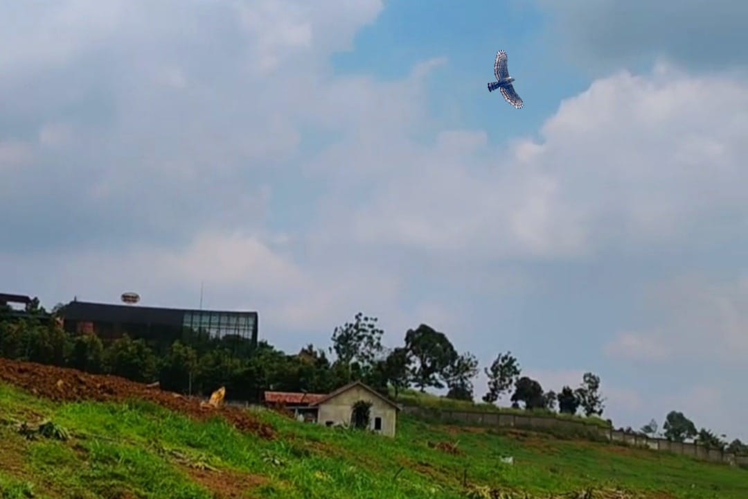 Kerusakan Lingkungan di Gunung Salak, Aktivitas Pembangunan Ancaman Serius bagi Habitat Elang Jawa