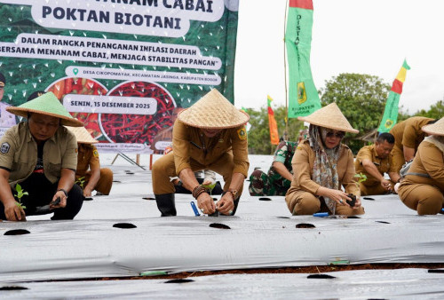 Kendalikan Inflasi Daerah, Pemkab Bogor dan Poktan Biotani Lakukan Penanaman Cabai di Jasinga