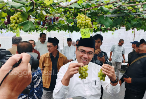 Rektor IPB University Panen Anggur di Agribusiness and Technology Park Dramaga