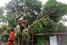 Hadapi Cuaca Ekstrem, Disperumkim Berjuang Cegah Pohon Tumbang