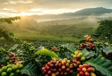 Dari Toraja Sampai Gayo, Inilah Kopi yang Terkenal dari Indonesia