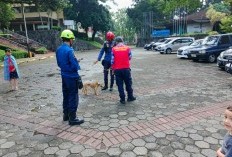 Berkeliaran di Lingkungan Warga, Damkar Kota Bogor Evakuasi Hewan Liar yang Meresahkan Warga Biotrop